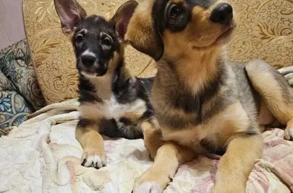 Пропала собака, Омск, Омская область - photo