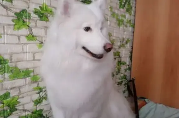 Пропал самоед, Загородная ул. 1А, Юрга - photo