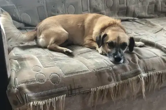 Пропала собака, ул. 217-й Стрелковой, 59 - photo