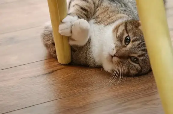 Пропала кошка, Офицерский пос., 46/2 - photo