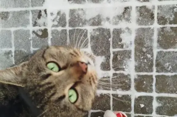 Объявления о пропавших и найденных животных, Ильинский, фото: Кот найден в Ильинском, МО