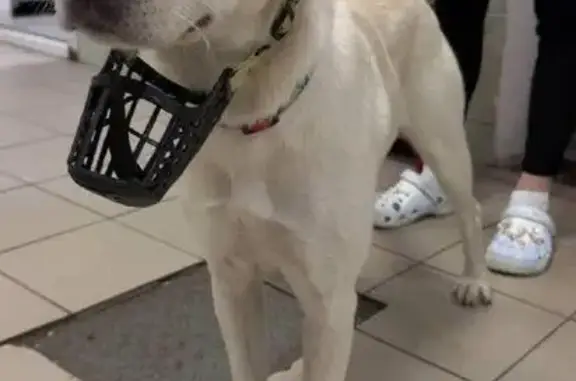 Найденные животные Москва, фото: Собака найдена: Гвардейская ул, 8, Москва