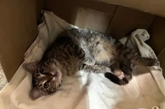 Найдена кошка, Санкт-Петербург, фото: Кошка найдена у Пятерочки, Ногина 3