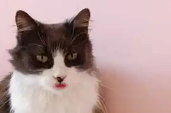 Пропала кошка на ул. М. Жукова, 22, Туапсе - photo