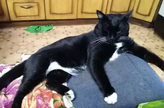 Пропала чёрная кошка, ул. Розы Люксембург - photo