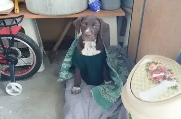 Найдена собака, Ставрополь, фото: Собака найдена на ул. Фрунзе, 1, Ставрополь