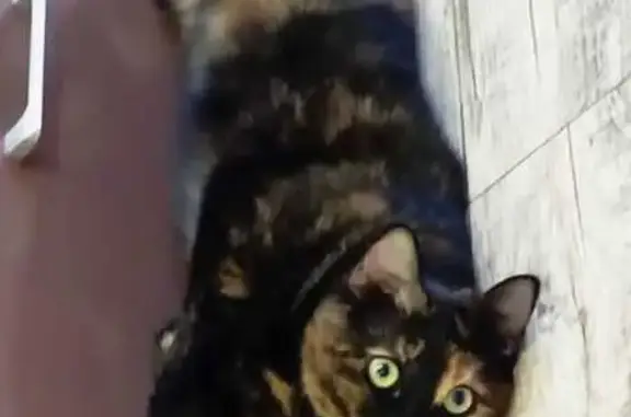 Пропала кошка на Черкасской улице, Краснодар - photo