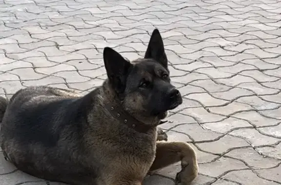 Пропала собака Лара, 41К-021, Пашское СП - photo