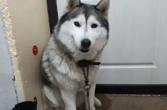 Найдена собака, Уфа, фото: Хаски найдена на Восточном выезде, Уфа
