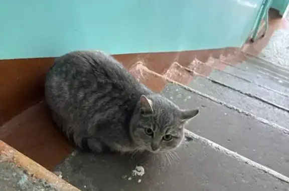 Найдена кошка, Кемерово, фото: Кошка найдена на ул. Мичурина, 114, Кемерово