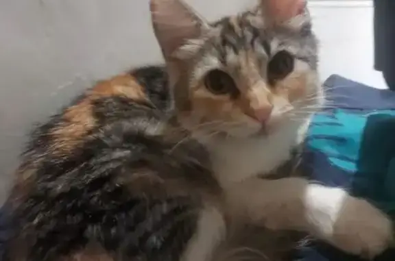 Пропала кошка на ул. Лазо, 5, Таганрог - photo