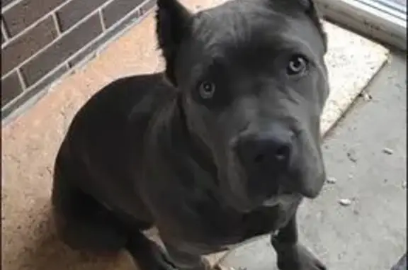 Пропала собака в Светлогорском, КК. - photo