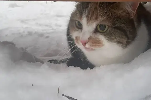 Найдена кошка, Санкт-Петербург, фото: Кошка найдена в парке на Каменке, СПб