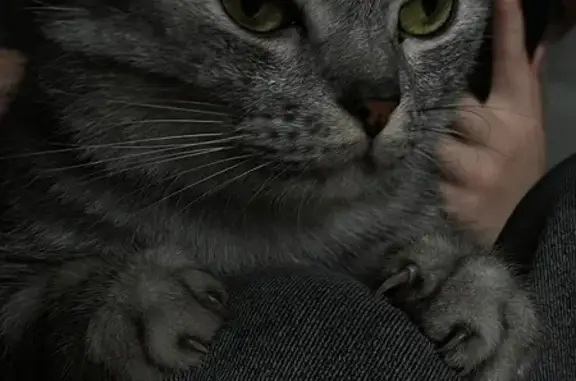 Пропала кошка, ул. Калинина, Уфа - photo