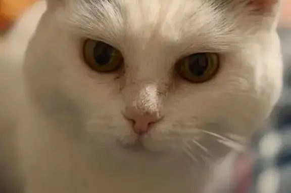 Пропала кошка, ул. Островского 25, Пермь - photo