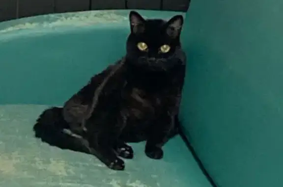 Найдена кошка, Томск, фото: Найдена кошка на Алтайской, 48, Томск