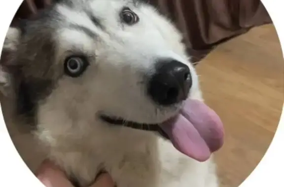 Пропала хаски, Особенная ул. 220, Ростов - photo