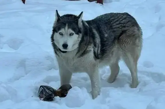 Найдена собака, Москва, фото: Найдена собака, Москва, ул. Вавилова