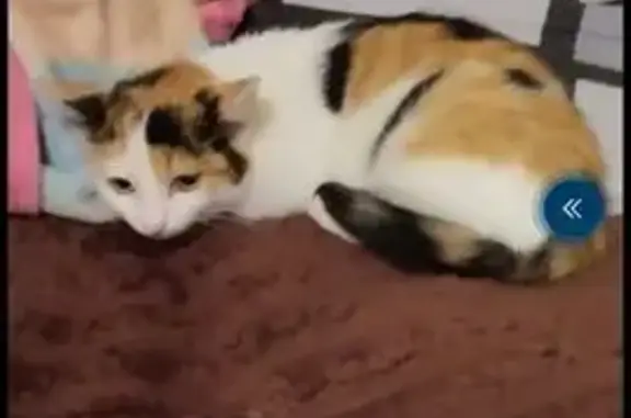 Объявления о пропавших и найденных животных, Сасово, фото: Пропала кошка, ул. Пушкина 128, Сасово