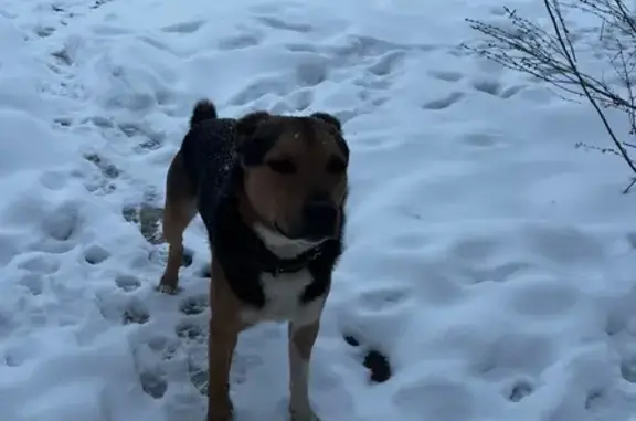 Найдена собака, Йошкар-Ола, фото: Найдена собака, ул. Суворова, 2, Йошкар-Ола