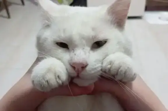 Потерянные животные Махачкала, фото: Пропала белая кошка, ул. Гусаева, 2