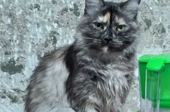 Пропала кошка, Юркина 11, Оренбург - photo