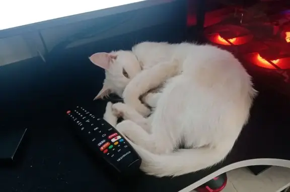 Объявления о пропавших и найденных животных, Троицк, фото: Пропала белая кошка, Фрунзе 63, Троицк