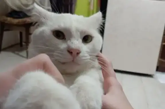 Потерянные животные Махачкала, фото: Пропала кошка, ул. Тахо-Годи, 52, Махачкала