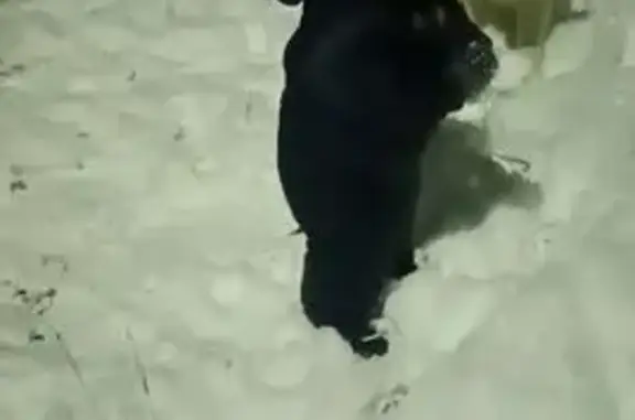 Пропала собака в Боровково, ретривер голд - photo