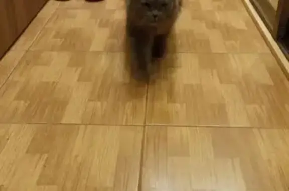 Найдена кошка, Калининград, фото: Кошка найдена: Машиностроительная 106