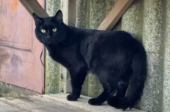 Пропала кошка, Волгоградская ул., 1 - photo