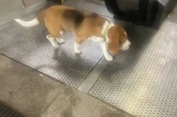 Найдена собака, район Внуково, фото: Бигль найден: проезд № 7083, Внуково