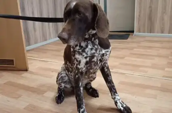 Найдена собака, Багратионовск, фото: Собака найдена: ул. Иркутско-Пинской, Багратионовск