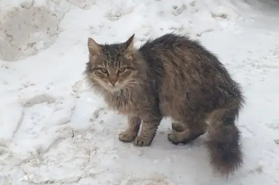 Найдена кошка, Тула, фото: Кот найден: Тула, Ползунова 20