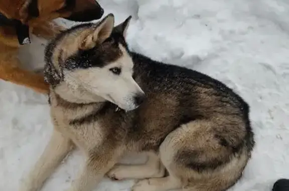 Найдена собака, Рязань, фото: Собака на стройке: Быстрецкая ул, 18 к2
