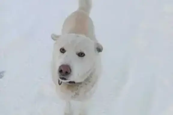 Пропала собака Лайка, ул. 22-го Партсъезда - photo