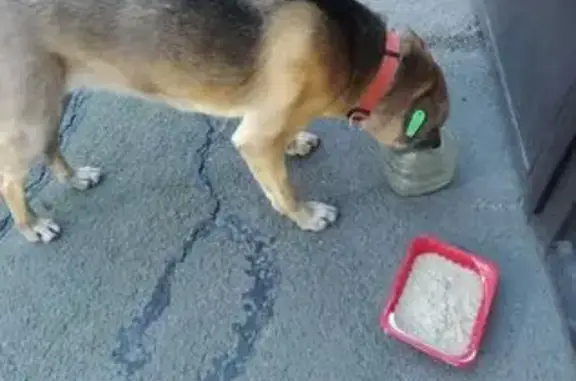 Пропала собака: Таганрог, 10-й пер., 15 кА - photo