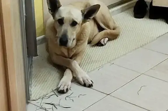 Пропала собака, Пермь - photo