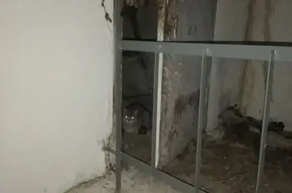 Найдена кошка, Йошкар-Ола, фото: Кошка найдена на ул. Тукая, Йошкар-Ола