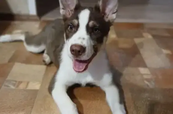 Найдена собака, Чита, фото: Собака найдена: Весенняя ул. 10, Чита