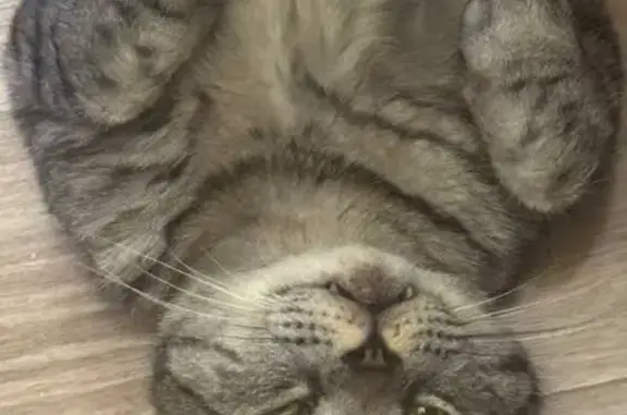 Пропал кот, Космическая ул. 57, НН - photo