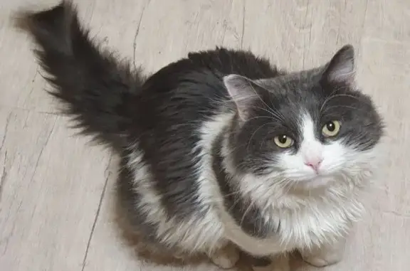 Пропала кошка, Бисмарка, Тарасково - photo