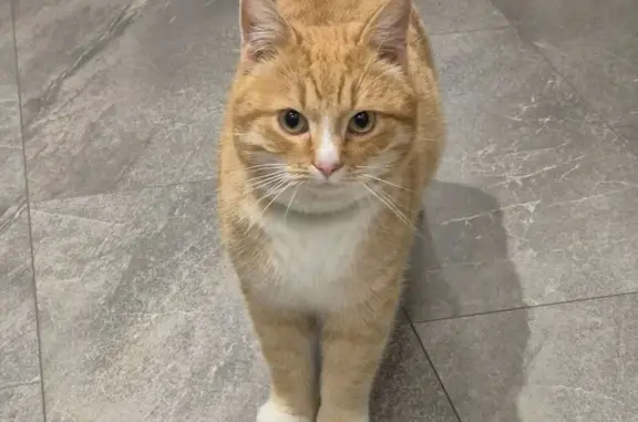 Объявления о пропавших и найденных животных, Черкизово (пушкинский Р-н), фото: Рыжий кот найден, Станционная улица