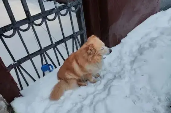 Найдена собака, Москва, фото: Собака найдена: Первомайская ул, 76, Москва