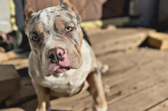 Пропала собака, Ленина пр., Волгоград - photo