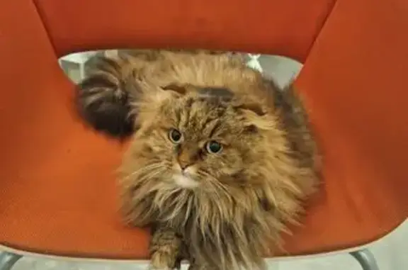 Найдена кошка, Серпухов, фото: Кошка найдена: Школьная ул., Серпухов