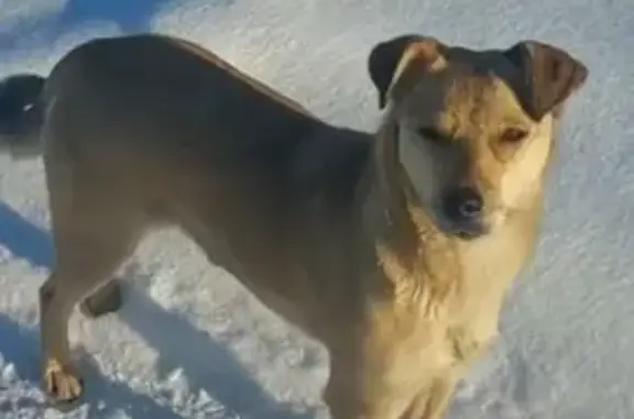 Объявления о пропавших и найденных животных, Камышлов, фото: Собака найдена на ул. Ключевой, Камышлов