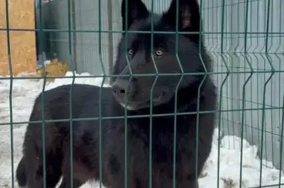 Пропала собака, Облепиховая ул., Оренбург - photo