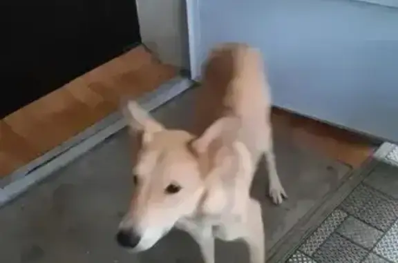 Найдена собака, Верхнемакарово, фото: Собака найдена в СНТ Чусовское, Свердловская область