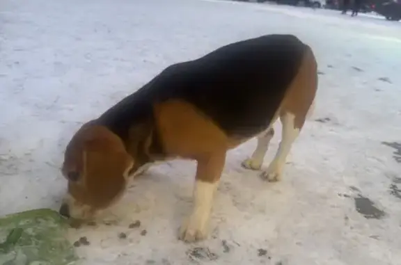 Найдена собака, Волгоград, фото: Собака найдена: ул. Елисеева, 13, Волгоград